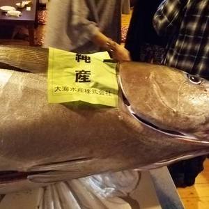 ２０１６年９月１０日 　　マグロ解体ショー＆マグロ食べ放題